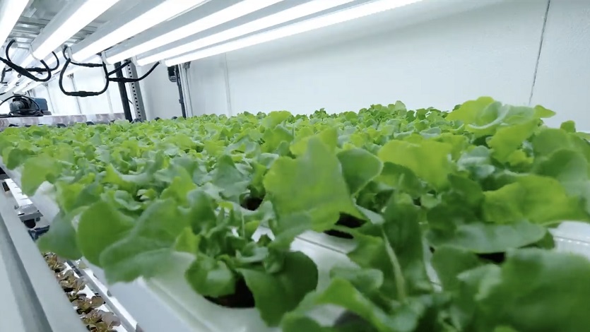 Crops inside the Alesca Life container farm