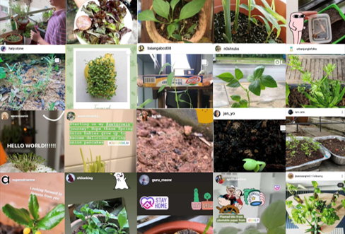 ‘Get Growin’ Instagram challenge to encourage people to grow edible crops in their own homes