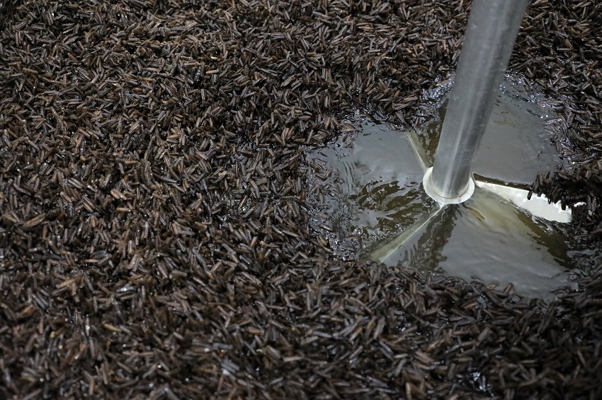 Black soldier fly cocoon shells are washed before they are processed.
