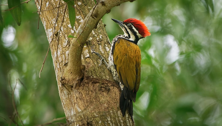 A woodpecker resting on a tree